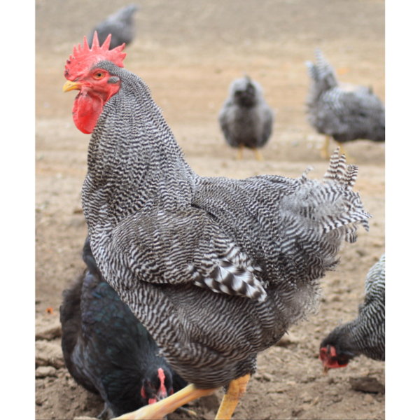 Barnyard Mix Chicken Hatching Eggs